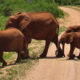 kenya-febbraio-i viaggi di lara