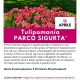 viaggio di gruppo-Tulipanomania - i viaggi di lara
