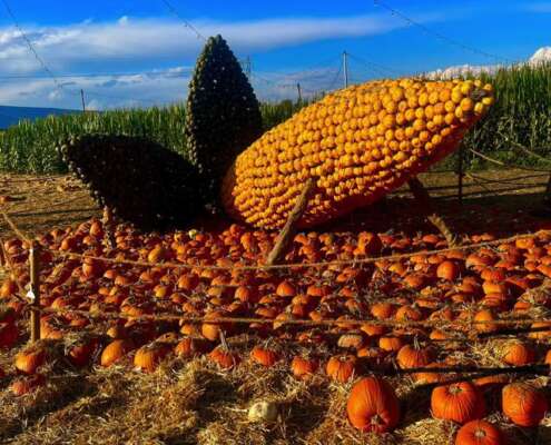 viaggio di gruppo navigazione sile e villaggio zucche nonno andrea571630181_1412856297515823_2839962462937360009_n
