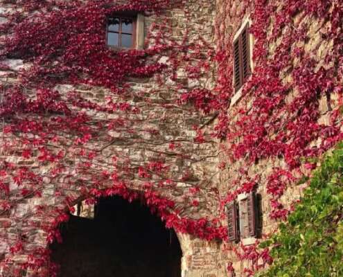 viaggio di gruppo chianti584919448_1432702948864491_1802026627802114358_n