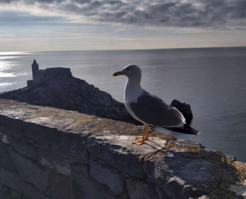 viaggio di gruppo portovenere e manarola597920597_1456617559806363_5495176711511587563_n