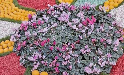 viaggio di gruppo a mentone festa limoni nizza