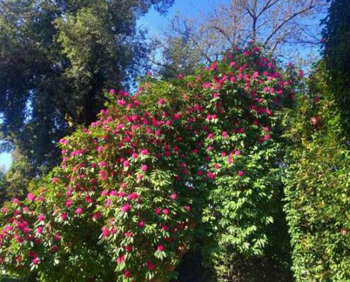 viaggio di gruppo isole borromee666461303_1556447669823351_3997560508920412283_n