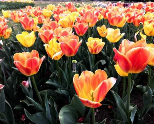 viaggio di gruppo sigurtà e borghetto, i viaggi di lara670253511_1561638905970894_42510618688400353_n