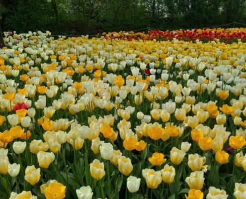 viaggio di gruppo sigurtà e borghetto, i viaggi di lara670419506_1561638679304250_6877229760903243923_n