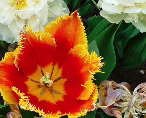 viaggio di gruppo sigurtà e borghetto, i viaggi di lara671455763_1561639085970876_8863816072137350498_n