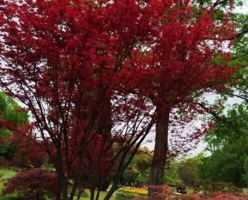 viaggio di gruppo sigurtà e borghetto, i viaggi di lara671533140_1561638985970886_2070468589626822850_n