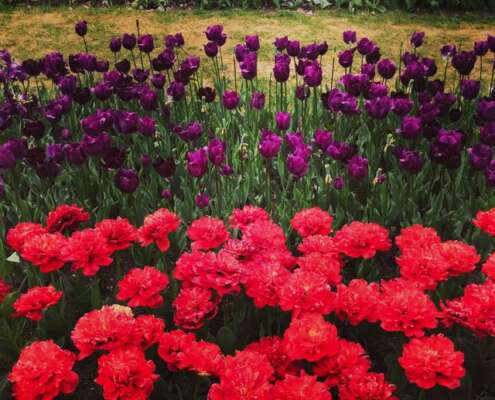 viaggio di gruppo sigurtà e borghetto, i viaggi di lara672096263_1561638849304233_6666410354901026592_n