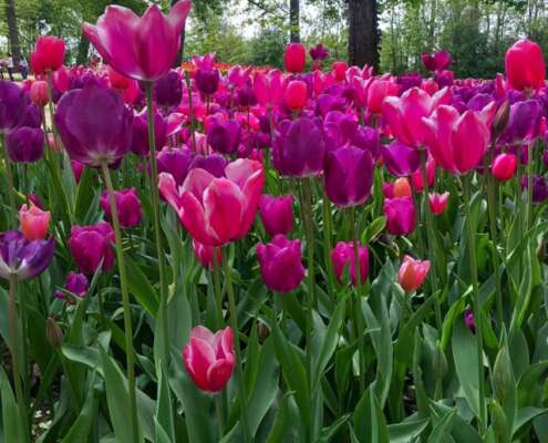 viaggio di gruppo sigurtà e borghetto, i viaggi di lara672346545_1561638652637586_3492600921893909004_n