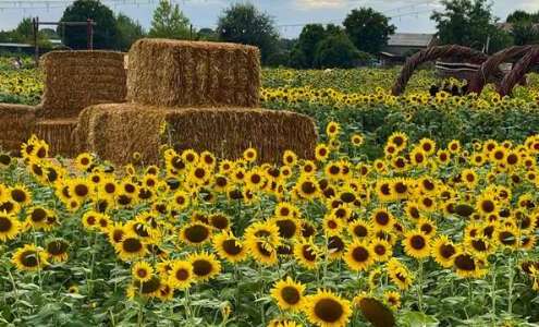 viaggio di gruppo treviso e villaggio girasoli