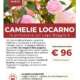 Viaggi di gruppo-Camelie Locarno, Lago Maggiore- i viaggi di lara