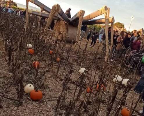 viaggio di gruppo navigazione sile e villaggio zucche868782823_2378166526264232_2969498765930968875_n viaggio di gruppo navigazione sile e villaggio zucche